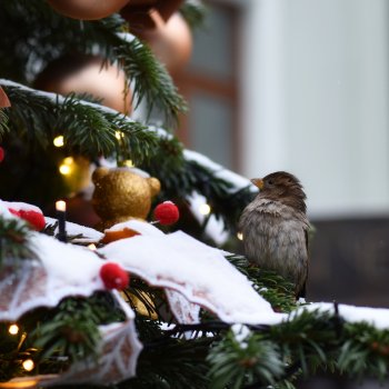 Новогодний центр Москвы