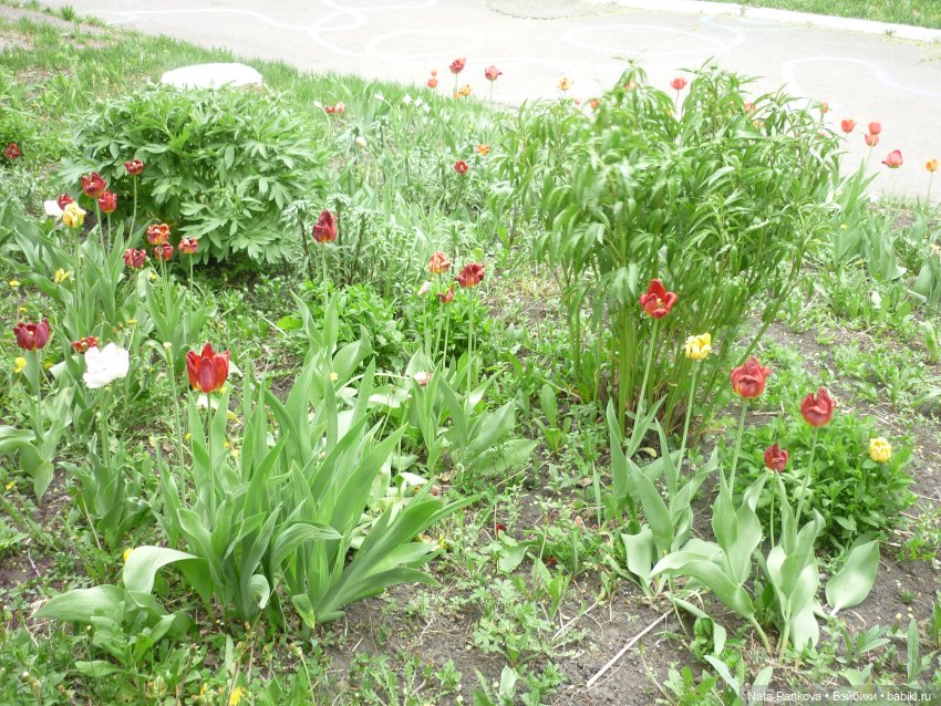 Любовь-морковь и клумба цветов (фото 9)