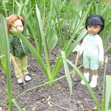 Любовь-морковь и клумба цветов