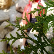 Кроссовки и пиво