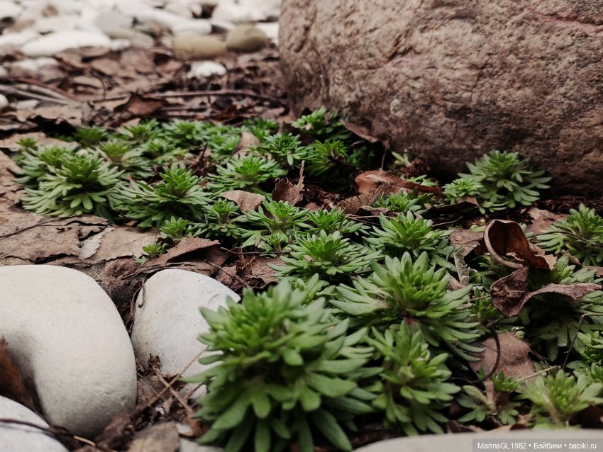 Улыбочку | Бэйбики Улыбочку — Куклы Barbie (Барби): Looks