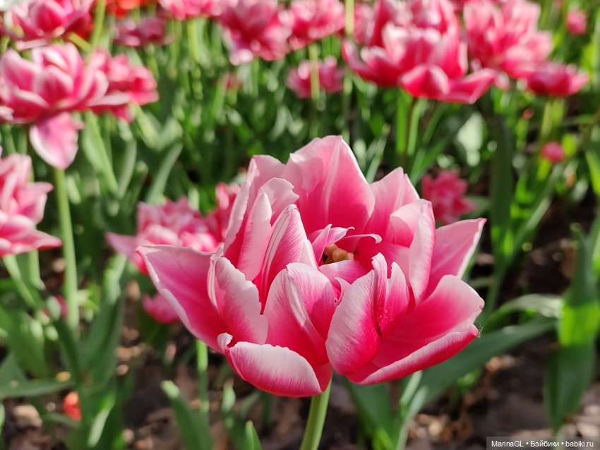 Воронеж❤️❤️❤️ — Куклы Barbie (Барби): Looks