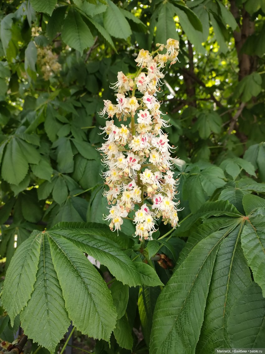 Воронеж❤️❤️❤️ — Куклы Barbie (Барби): Looks