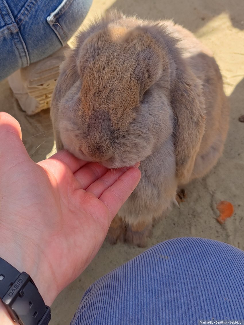 Воронеж❤️❤️❤️ — Куклы Barbie (Барби): Looks