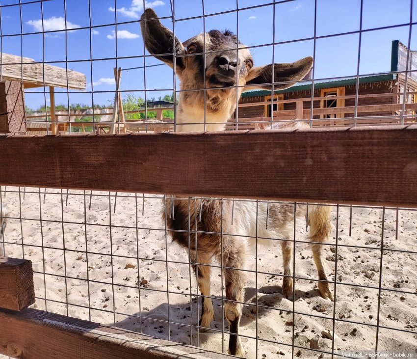 Воронеж❤️❤️❤️ — Куклы Barbie (Барби): Looks