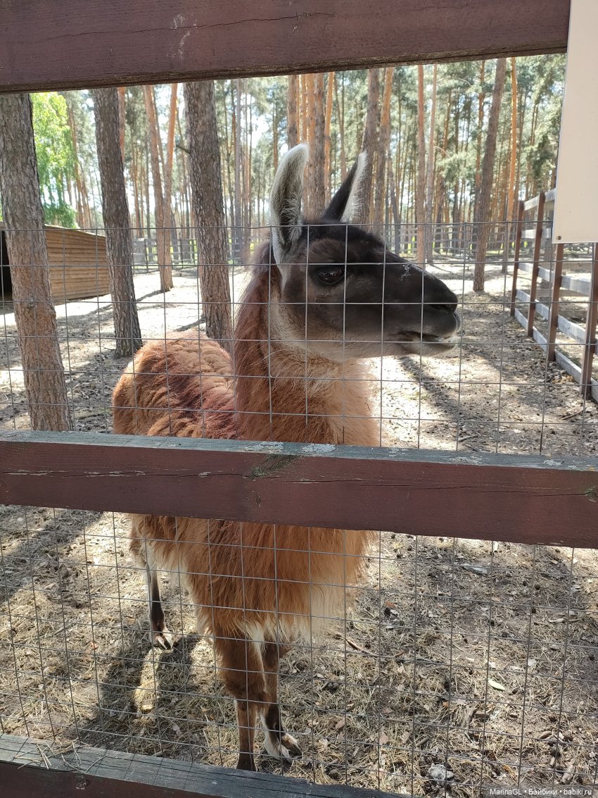 Воронеж❤️❤️❤️ — Куклы Barbie (Барби): Looks