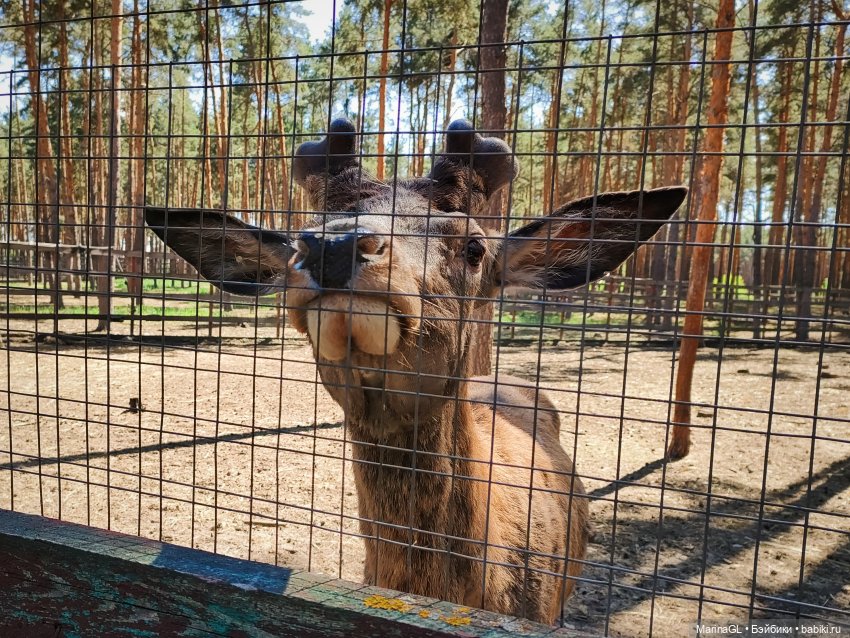 Воронеж❤️❤️❤️ — Куклы Barbie (Барби): Looks