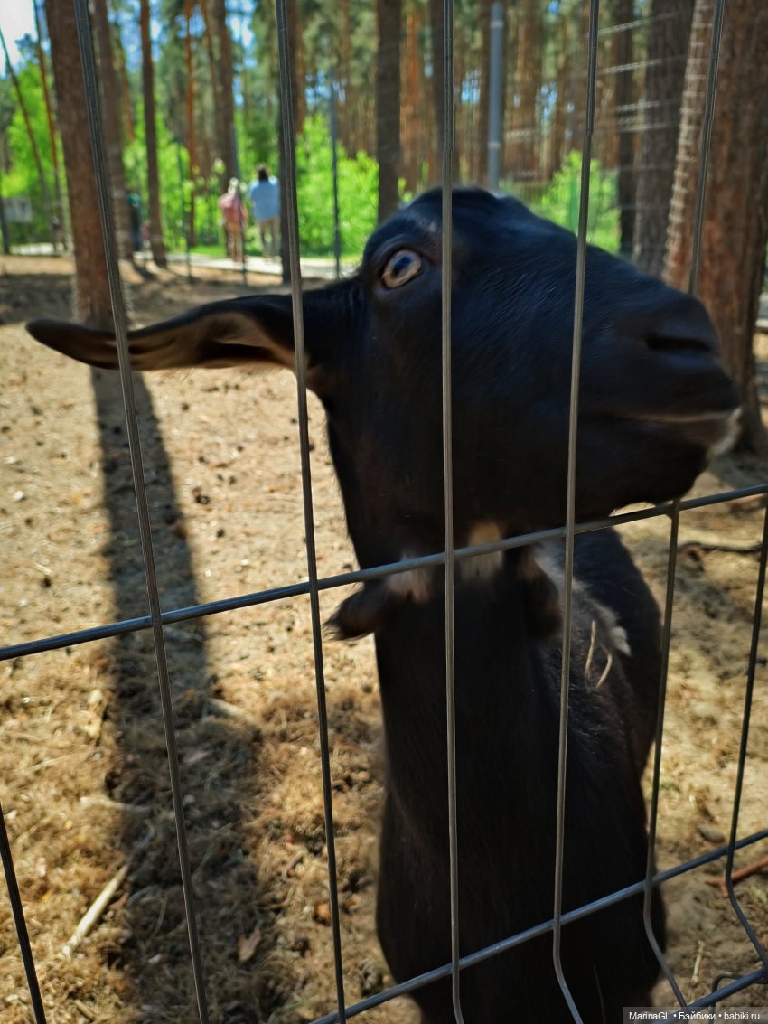 Воронеж❤️❤️❤️ — Куклы Barbie (Барби): Looks