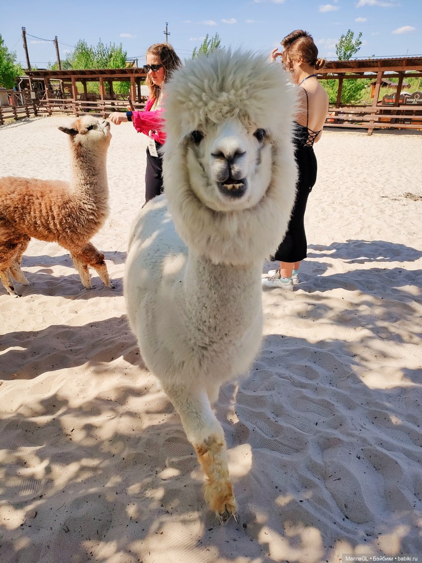 Воронеж❤️❤️❤️ — Куклы Barbie (Барби): Looks