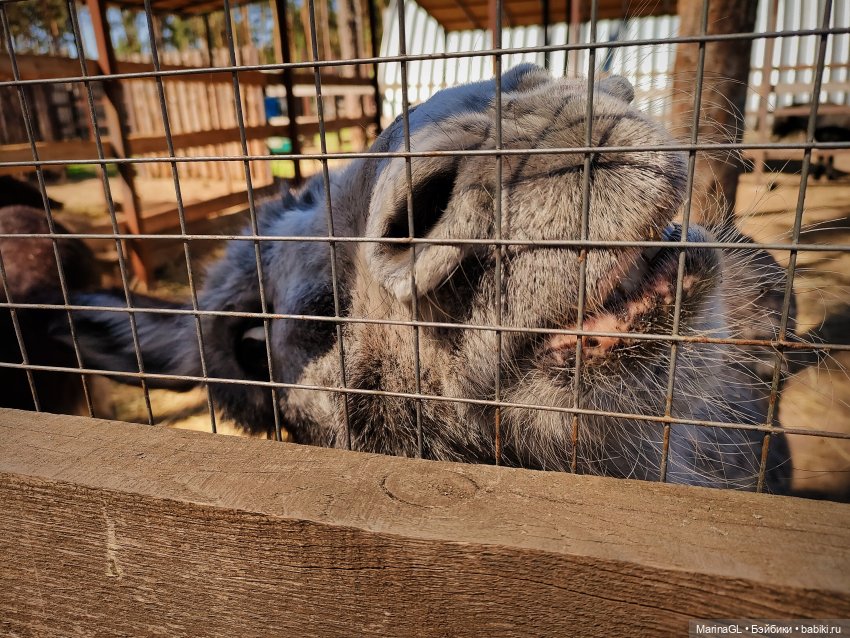 Воронеж❤️❤️❤️ — Куклы Barbie (Барби): Looks