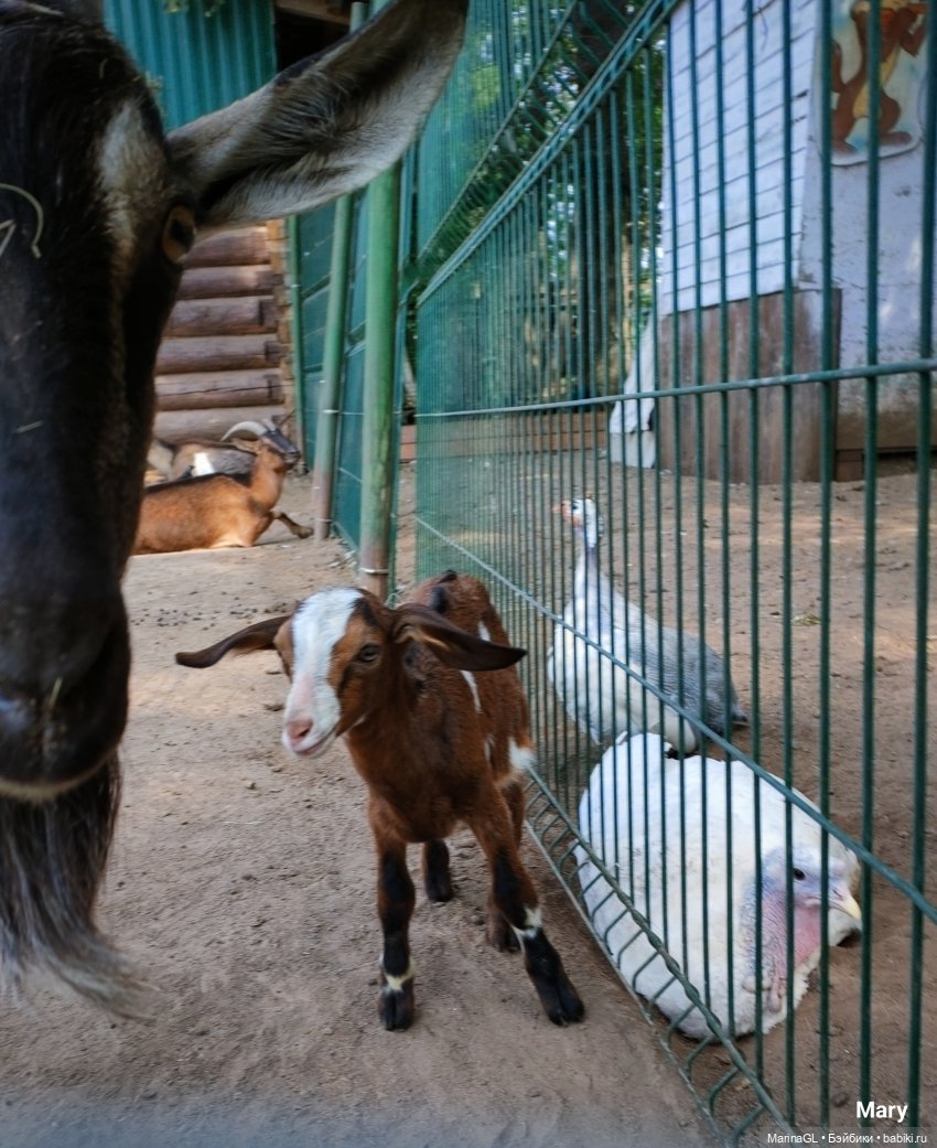 Миха в Чебоксарах — Куклы Integrity Toys (Интегрити): Poppy Parker