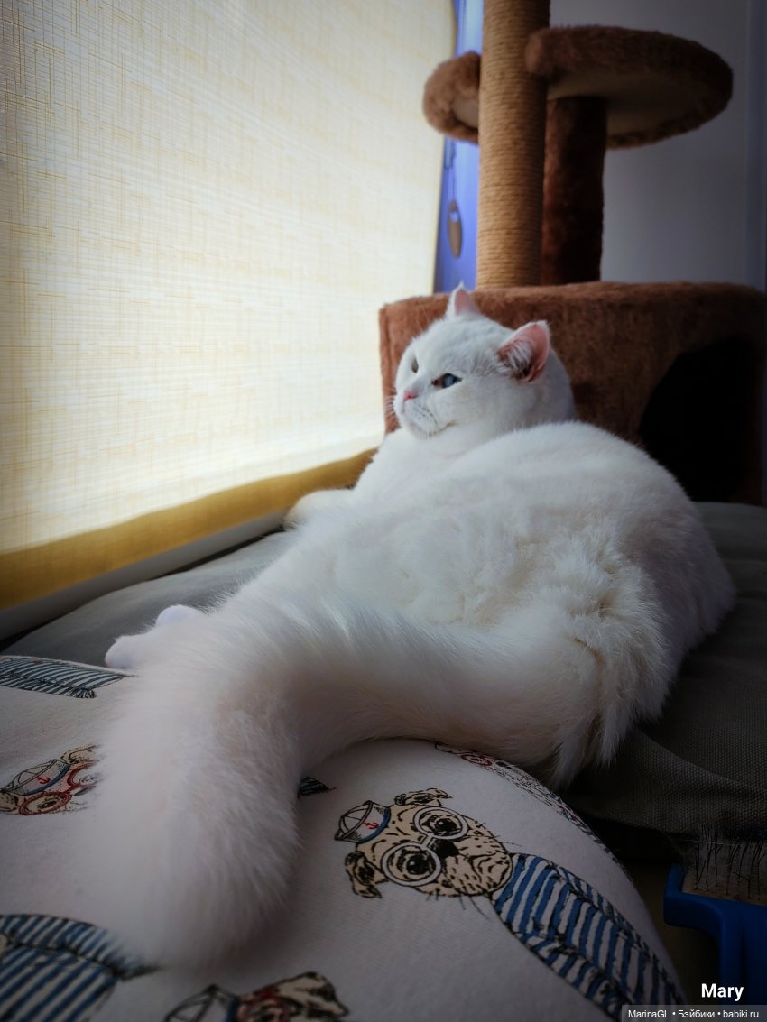 Миха в Чебоксарах — Куклы Integrity Toys (Интегрити): Poppy Parker