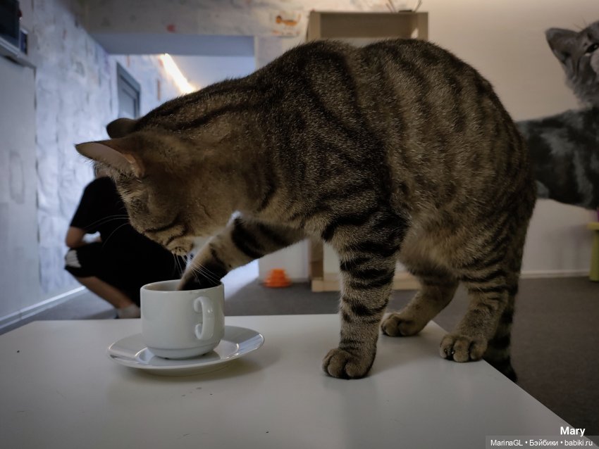 Миха в Чебоксарах — Куклы Integrity Toys (Интегрити): Poppy Parker