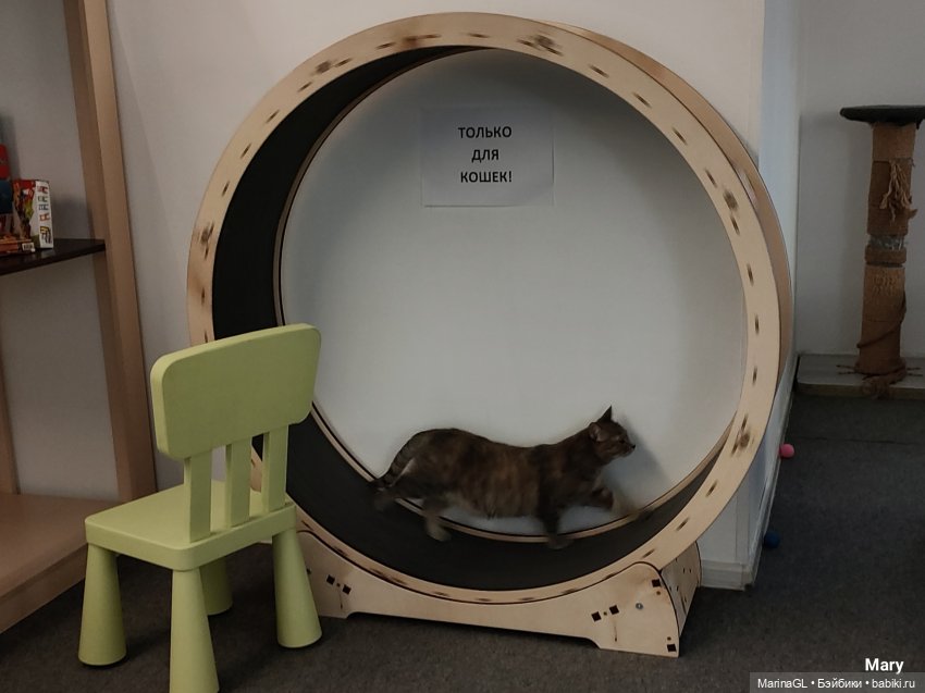 Миха в Чебоксарах — Куклы Integrity Toys (Интегрити): Poppy Parker