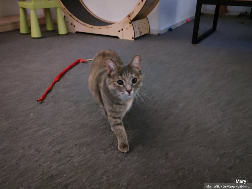 Миха в Чебоксарах — Куклы Integrity Toys (Интегрити): Poppy Parker