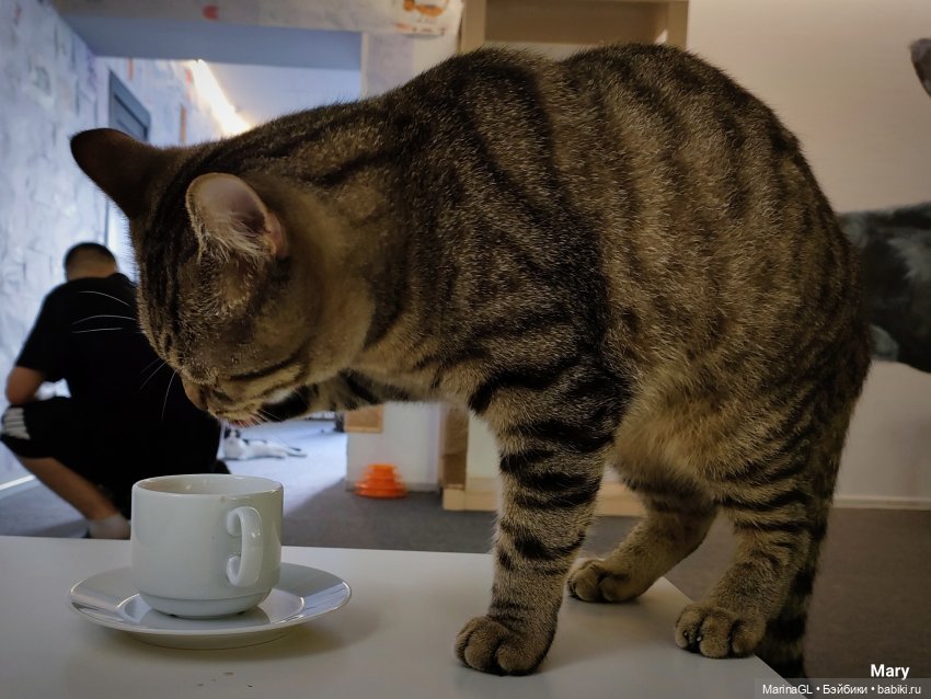 Миха в Чебоксарах — Куклы Integrity Toys (Интегрити): Poppy Parker