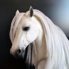 Легион Мечты