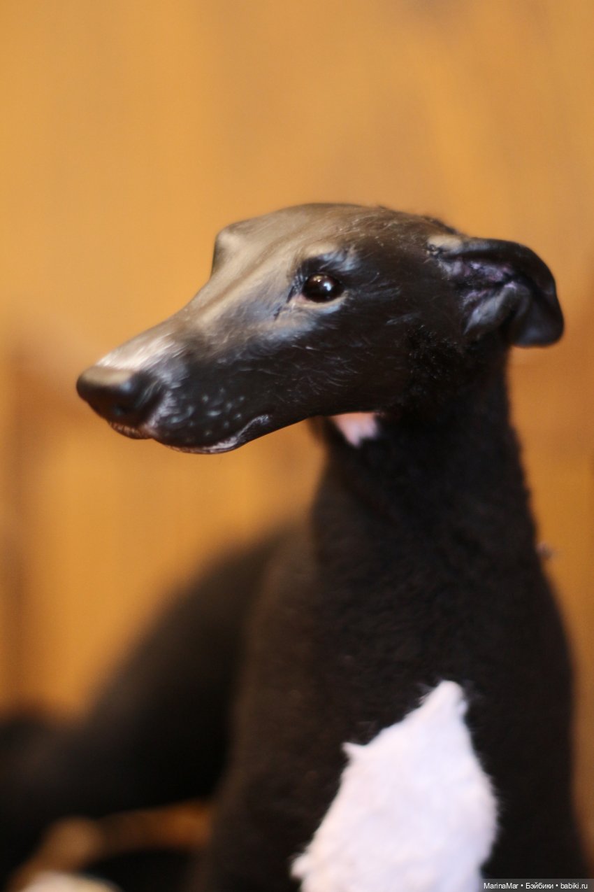 Испанский гальго — Игрушки в смешанной технике (мех и глина): Арт (фото 4)