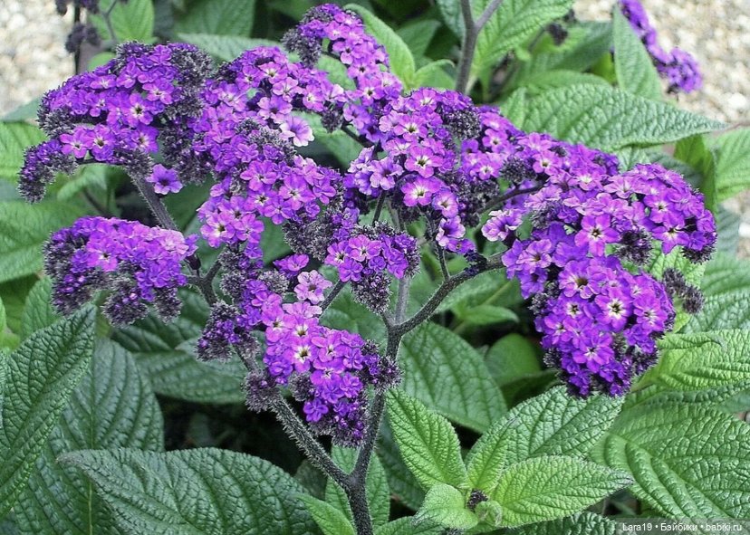 Бунт на корабле или рост личности (вязаные лягушки) (фото 10)