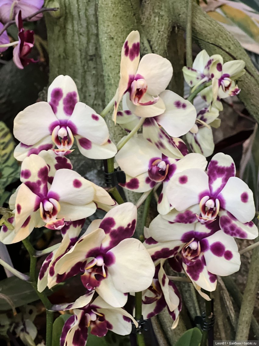 Путешествие Полли в сад МГУ…