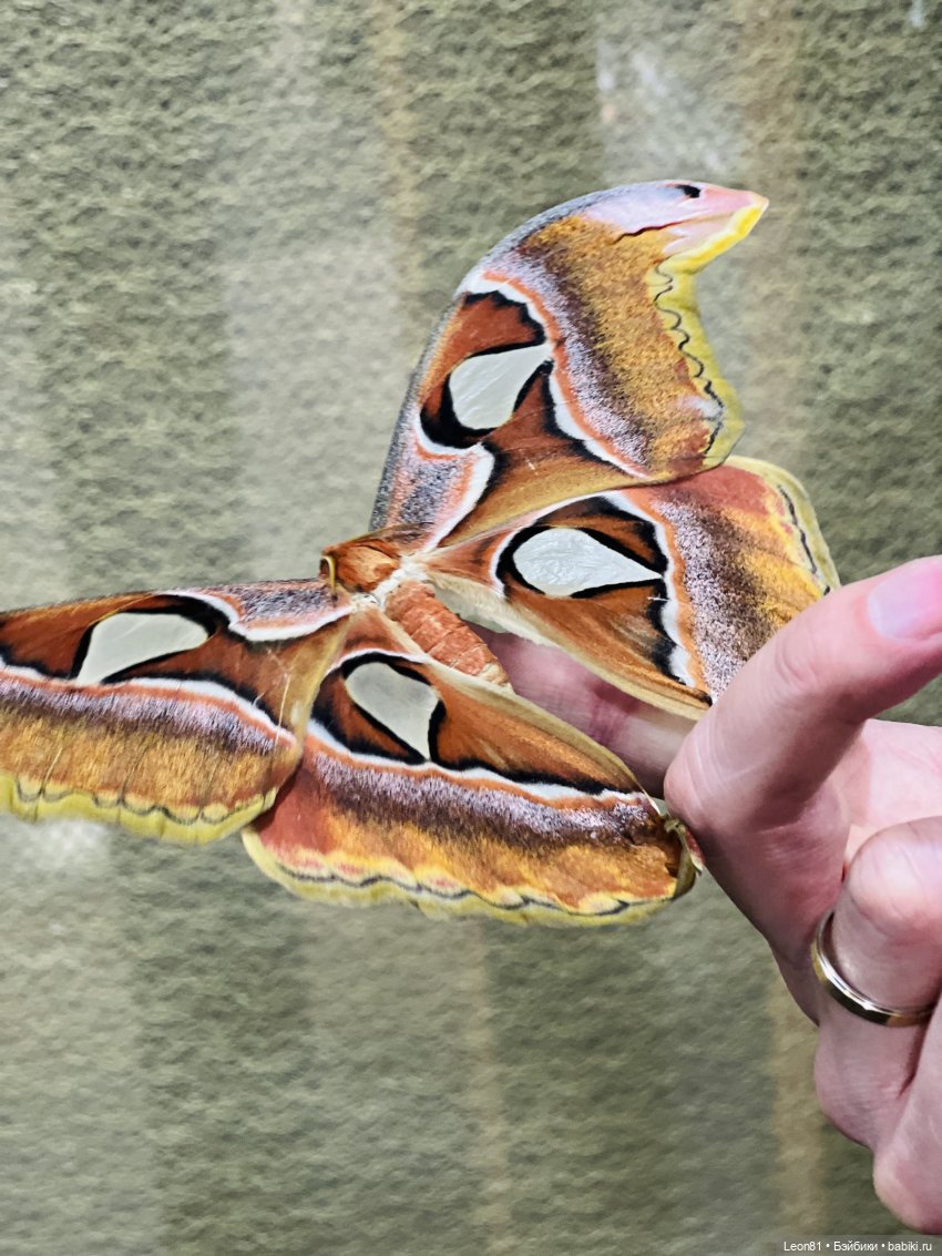 Путешествие Полли в сад МГУ…