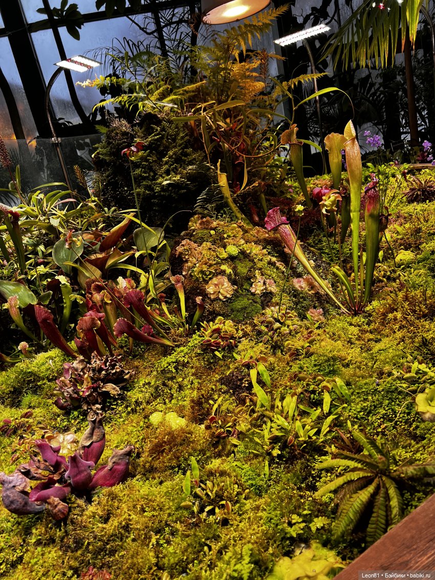 Путешествие Полли в сад МГУ…