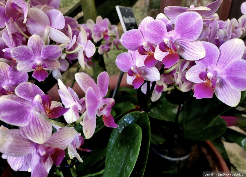 Путешествие Полли в сад МГУ…