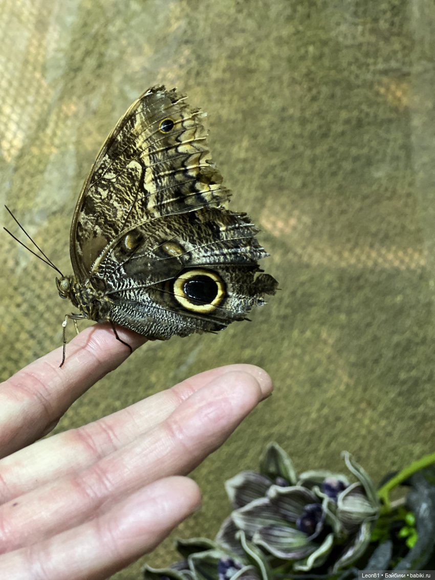 Путешествие Полли в сад МГУ…