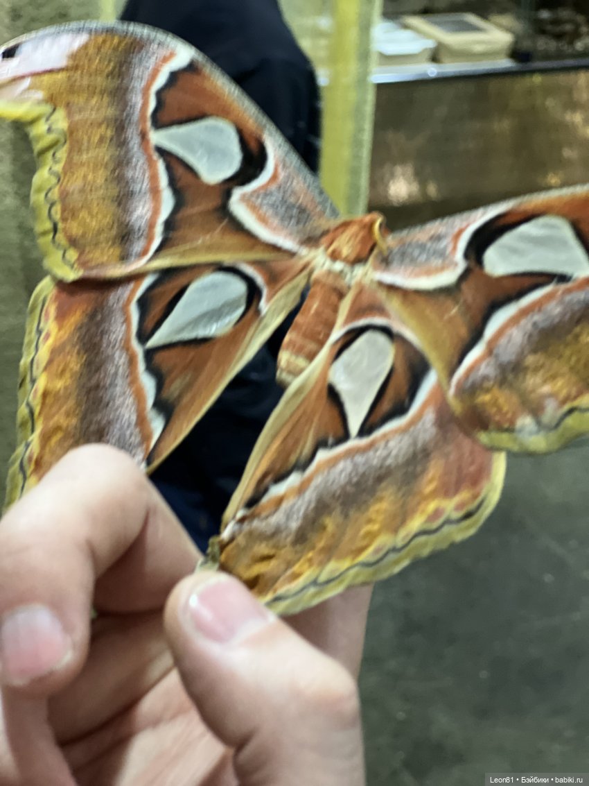 Путешествие Полли в сад МГУ…