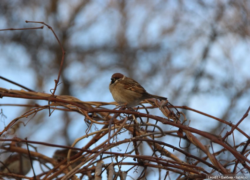 Путешествие Полли в сад МГУ…