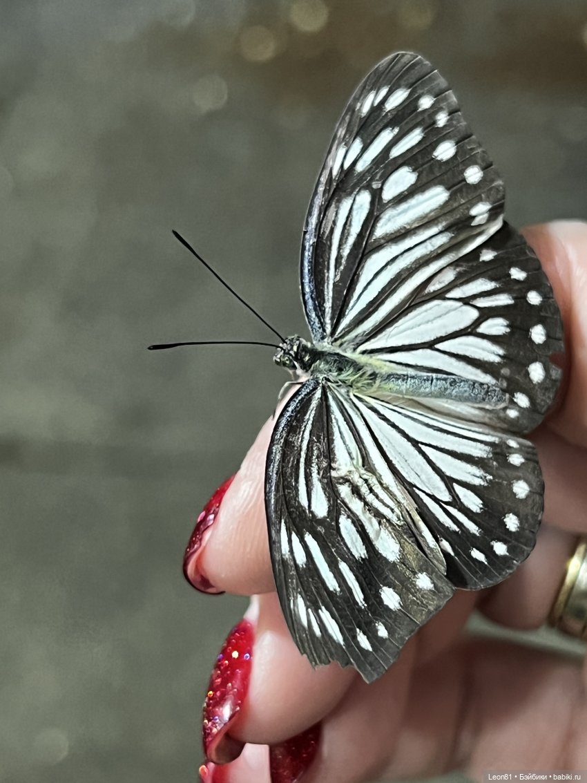 Путешествие Полли в сад МГУ…