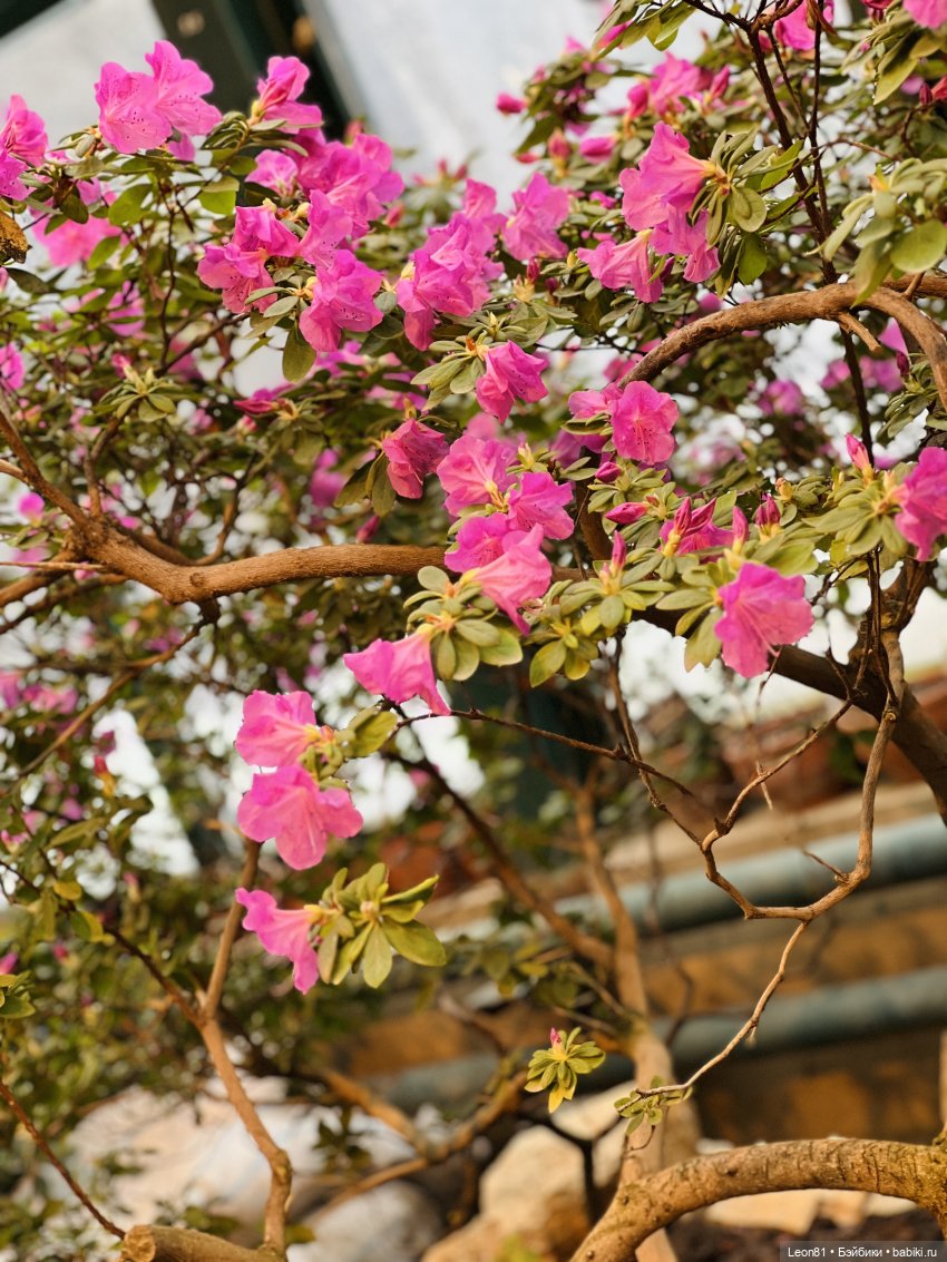 Путешествие Полли в сад МГУ…