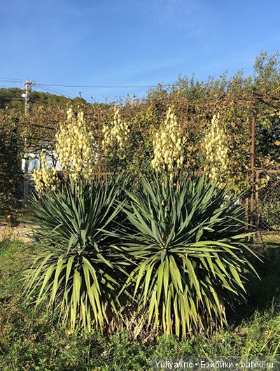 Катя в новом платье и абхазские огородные прогулки (фото 6)