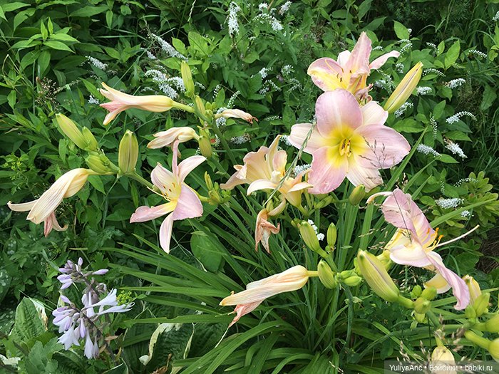 Букет невесты из живых цветов. Миссис Бэйбики 2020 | Бэйбики Букет невесты из живых цветов. Миссис Бэйбики 2020 (фото 3)