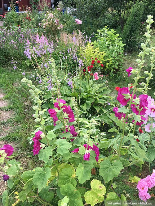 Букет невесты из живых цветов. Миссис Бэйбики 2020 | Бэйбики Букет невесты из живых цветов. Миссис Бэйбики 2020 (фото 2)