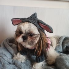 Милая Ши-тцу