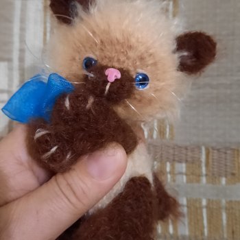 Настоящий Кот