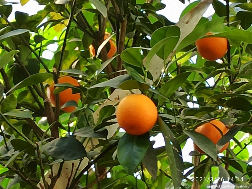 Небольшое путешествие маленькой куколки | Бэйбики Небольшое путешествие маленькой куколки (фото 2)