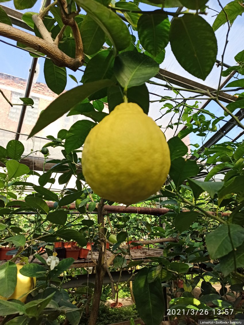 Небольшое путешествие маленькой куколки | Бэйбики Небольшое путешествие маленькой куколки