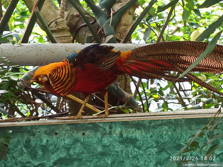 Небольшое путешествие маленькой куколки | Бэйбики Небольшое путешествие маленькой куколки (фото 6)