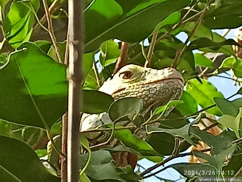 Небольшое путешествие маленькой куколки | Бэйбики Небольшое путешествие маленькой куколки (фото 3)