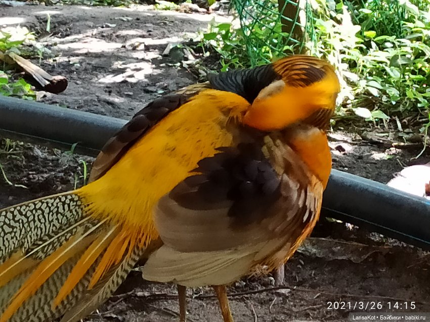 Небольшое путешествие маленькой куколки | Бэйбики Небольшое путешествие маленькой куколки (фото 5)