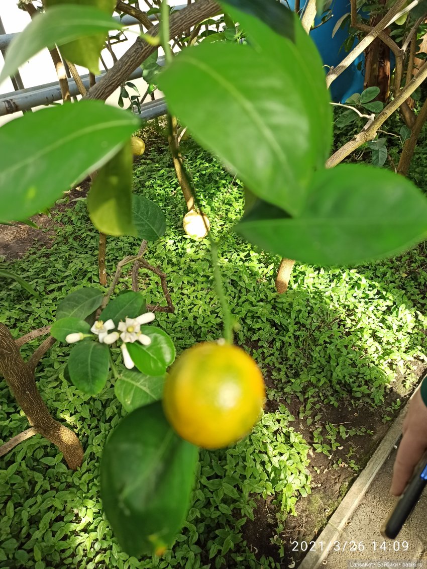 Небольшое путешествие маленькой куколки | Бэйбики Небольшое путешествие маленькой куколки (фото 9)