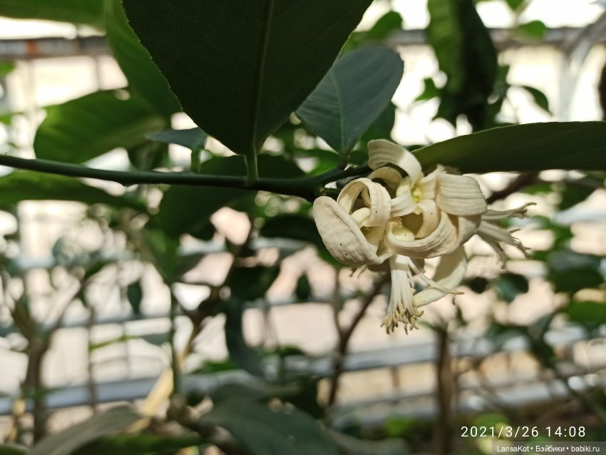 Небольшое путешествие маленькой куколки | Бэйбики Небольшое путешествие маленькой куколки (фото 10)