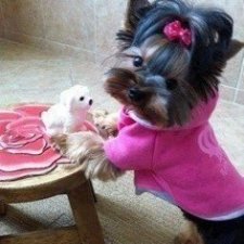 ~ Новенькая ~