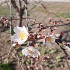 Весной запахло...