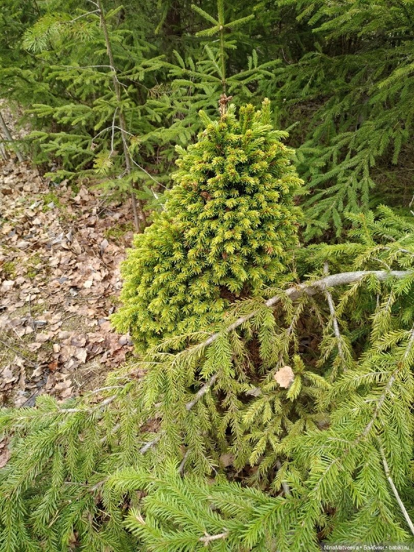 Ульянка в гостях у бабушки