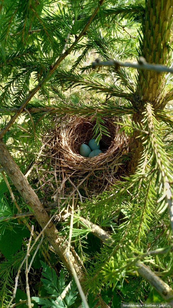 Дачные зарисовки — Куклы Baboliy (Баболи (фото 7)