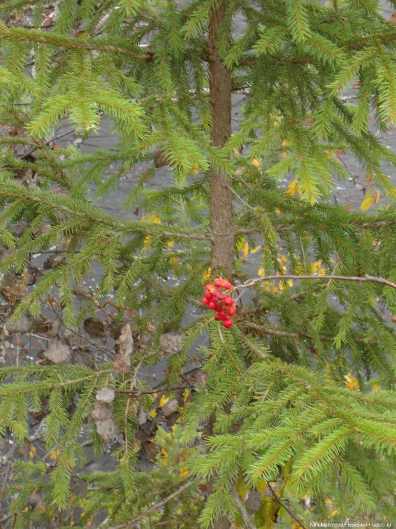 И снова дачные зарисовки — Куклы Baboliy (Баболи