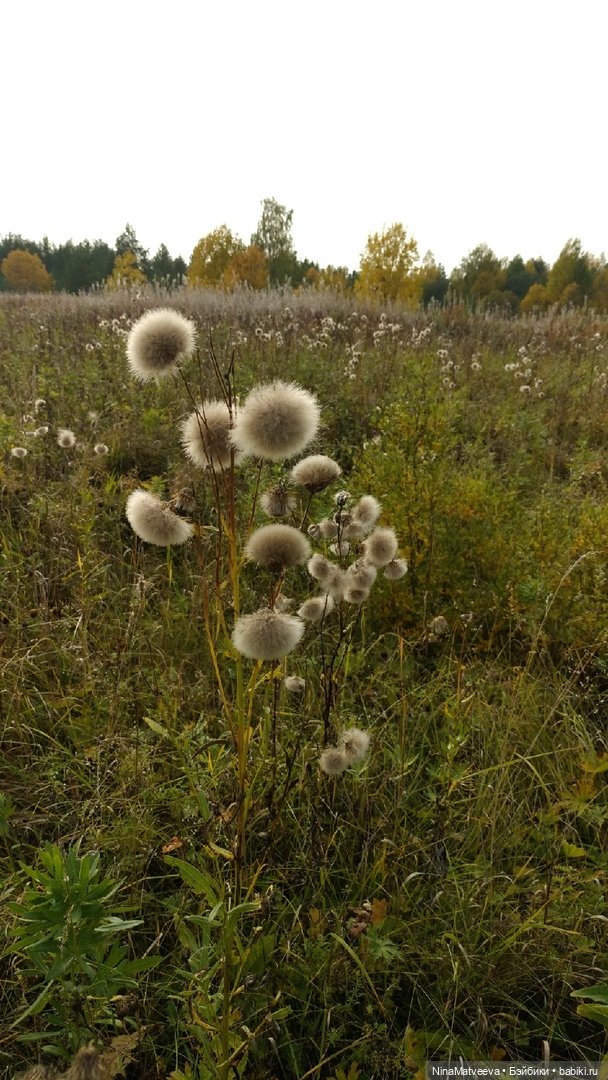 И снова дачные зарисовки — Куклы Baboliy (Баболи (фото 10)